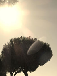 Close-up of flower tree against sky during sunset