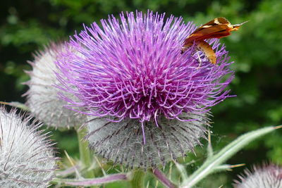 Close-up of honey bee on purple flower