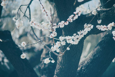 Close-up of cherry blossoms in spring