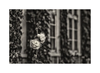 Close-up of flowers against blurred background