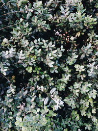 Full frame shot of leaves