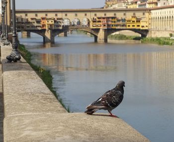 Bird on bridge over river