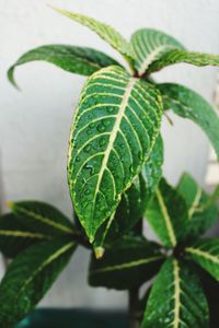 Close-up of wet potted plant