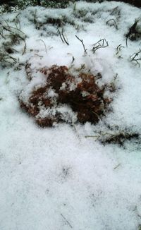 Close-up of snow on field