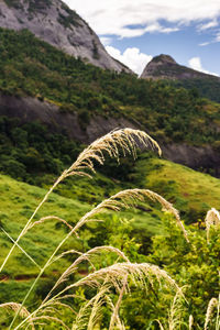 Plants growing on field against mountains