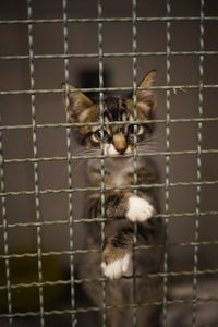 Portrait of cat in cage