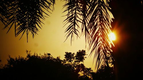 Silhouette of palm trees at sunset