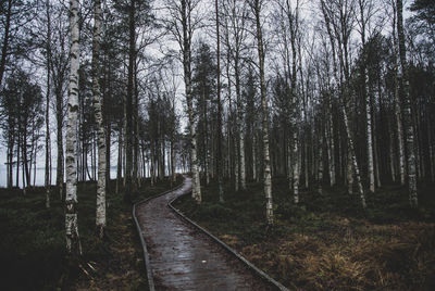 Footpath amidst trees in forest