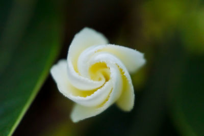 Close-up of white rose flower