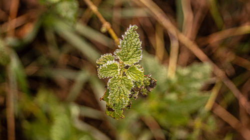 Close-up of flowering plant