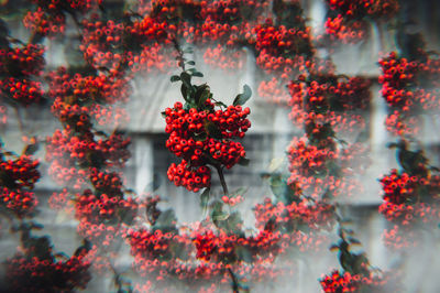 Close-up of red berries on plant