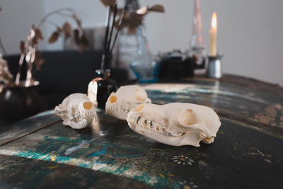 Close-up of seashells on table