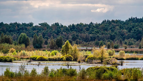 Scenic view of lake by trees against sky