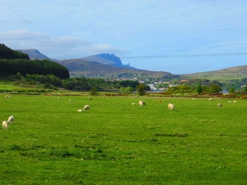 Cows grazing on grassy field