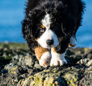 Close-up portrait of dog on rock