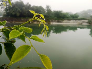 Close-up of water drops on plant