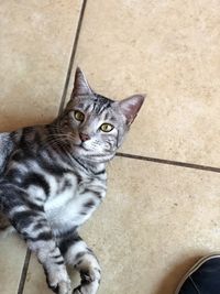 High angle view of cat sitting on floor