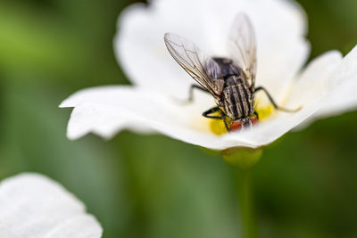 Close-up of insect on flower