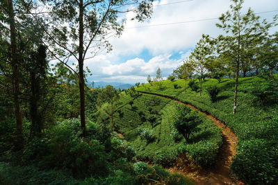 Scenic view of trees growing on field against sky tea plantation