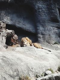 View of cat resting on rock