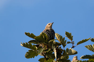 Low angle view of eagle perching on tree against clear blue sky