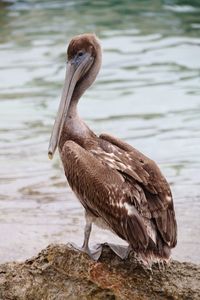 Close-up of big bird on lakeshore