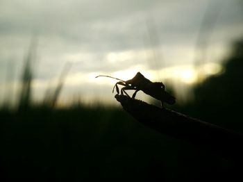 Silhouette of insect perching on plant