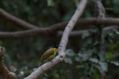 Close-up of bird perching on branch