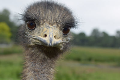 Close up of emu in the uk