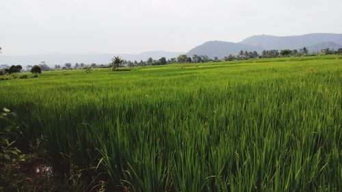 The charm of a very green and beautiful rice field view