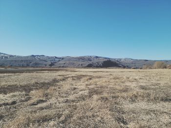 Scenic view of field against clear blue sky