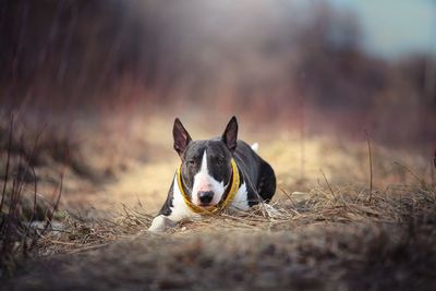 Dog bull terrier