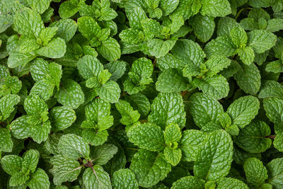 Full frame shot of green plants