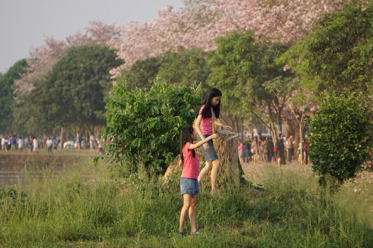 Tabebuya at Kampaengsaen