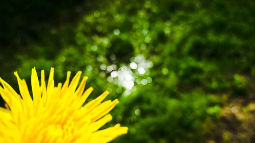 Close-up of yellow flowering plant