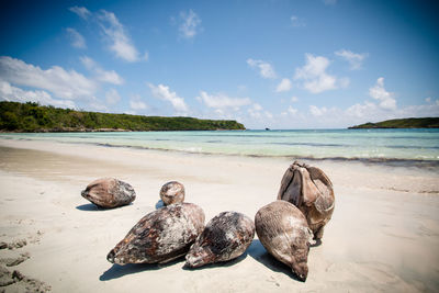 Dried coconuts at beach against blue sky