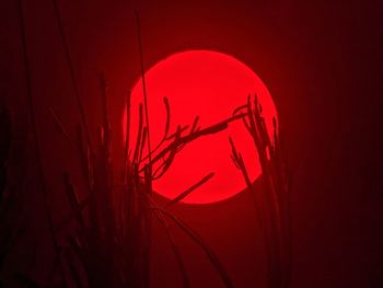 Close-up of silhouette plant against red sky at night