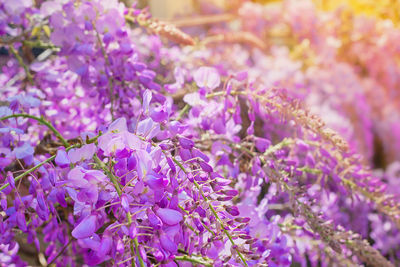 Close-up of purple flowers