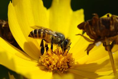 Close-up of insect on yellow flower