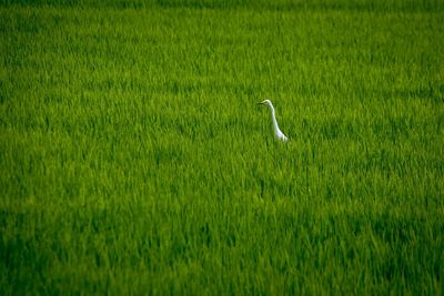 Bird on field