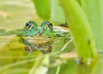 Close-up of frog on leaf