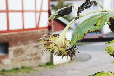 Close-up of wilted plant