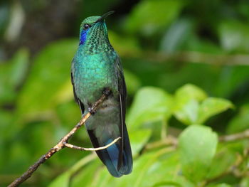 Green violetear-colibri thalassinus in monteverde national park, costa rica