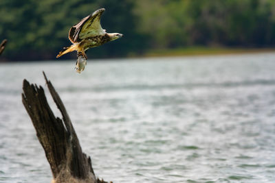 White bellied sea eagle catching a fish