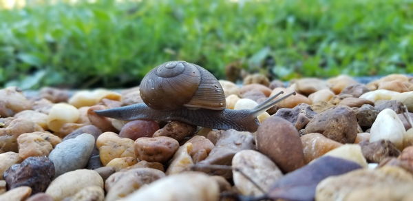 Close-up of snail