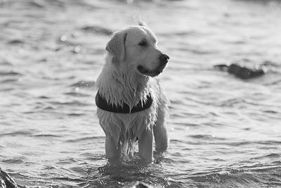 Bird in water