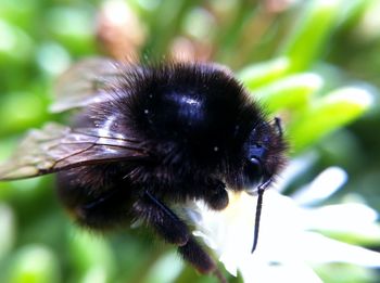 Close-up of insect on flower