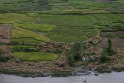Scenic view of agricultural field