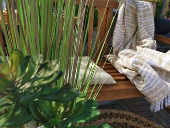 High angle view of plants on table