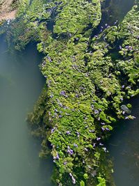 High angle view of plants by lake